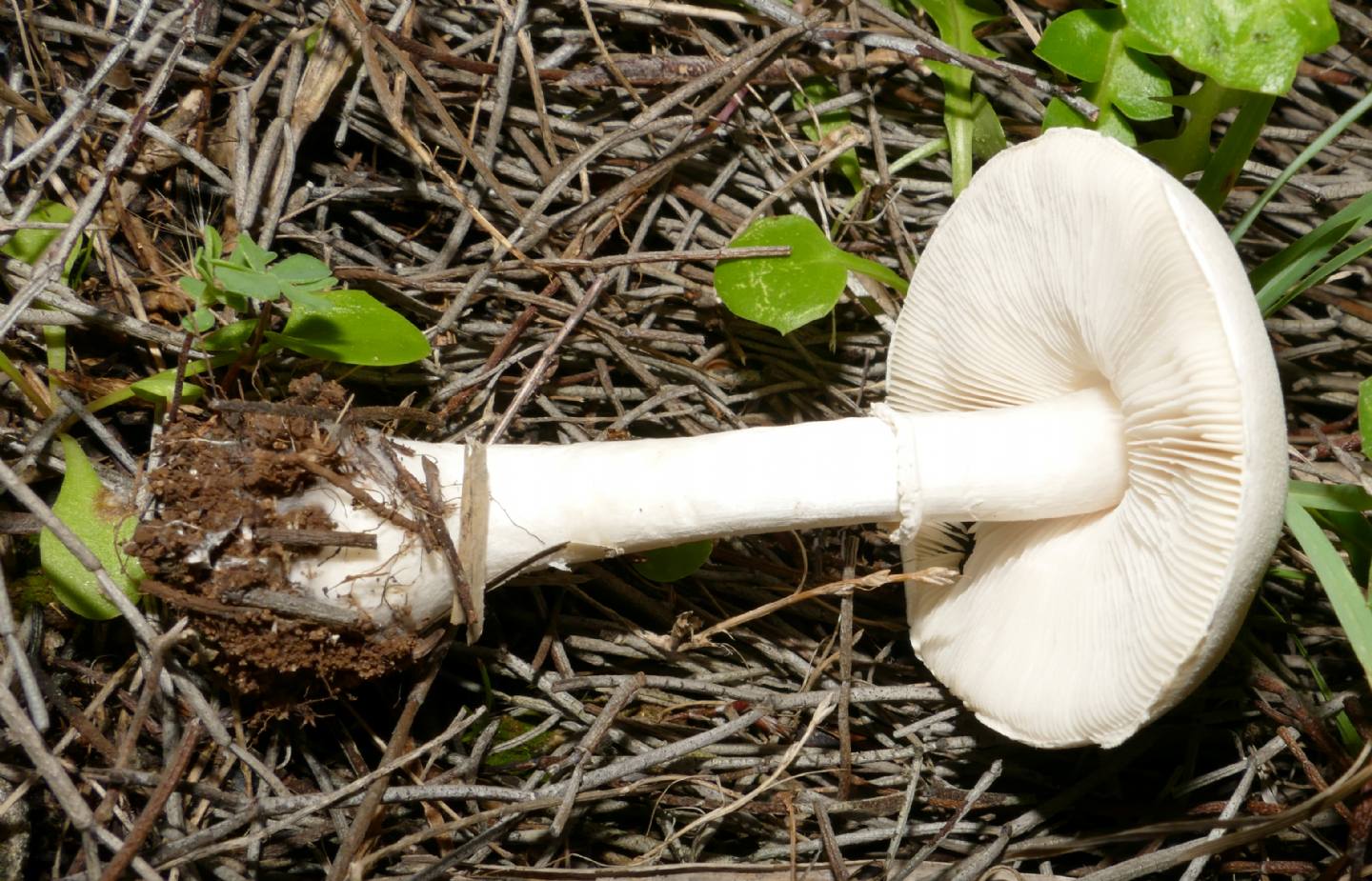 Fungo da determinare